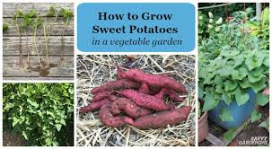 There are therefore many online printable coloring pages that you can have a blast offering them to your children. How To Grow Sweet Potatoes In A Home Vegetable Garden