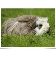 The peruvian is a little curious guinea pig. Zvaofvdp5ajbtm