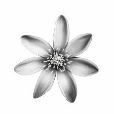 white drawing of a flower with the name
