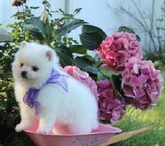 Kohteella pomeranian puppies on 15 831 jäsentä. Teacup Pomeranian Puppies Mn For Sale United States 1