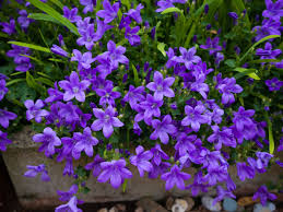 Well you're in luck, because here they come. Campanula Bellflower Care Conditions For Growing Bellflowers