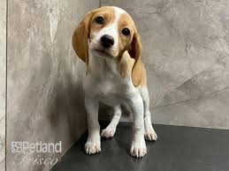 beagle dog female red white 3387035