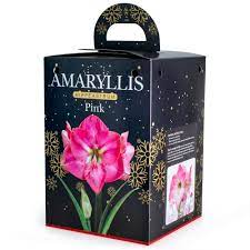 amaryllis pink 1 bulb gift box