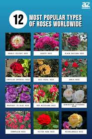 roses worldwide