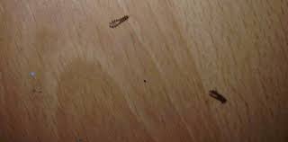 Die speckkäfer (dermestidae) stellen eine familie der käfer dar, die weltweit ca. Kleine Tierchen Im Wohnzimmer Was Konnte Das Sein Insekten Kafer Ungeziefer