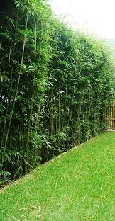 Bambusa Multiplex Green Hedge Clumping