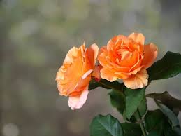 apricot roses images