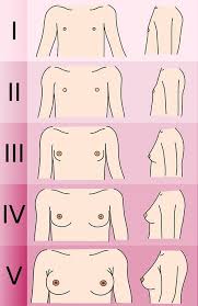 Tanner Stages Of Breast Development Famlii