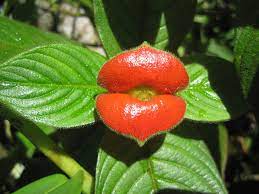 how to grow and care for hot lips plant