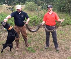 Dog detectives sniff out five invasive pythons in Florida Keys protected  habitat | FL Keys News