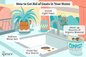 how to get rid of gnats in your home