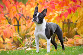 boston terrier rescues for adoption