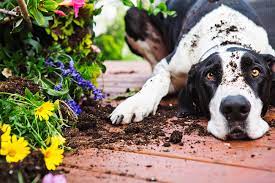 8 Common Plants Poisonous To Dogs In