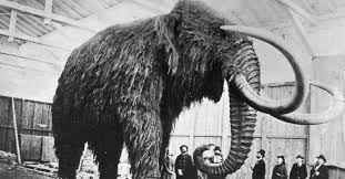 the explorers club once served mammoth at a meal or did it the new york times