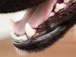 what do pale gums in dogs mean dog