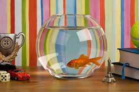 fish tank decoration ideas using