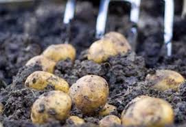potato blight symptoms treatment and