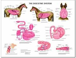 Equine Digestive Anatomy Wall Chart