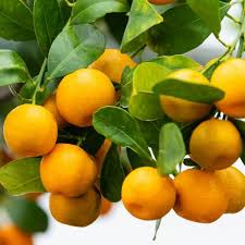 Pot Calamondin Orange Citrus