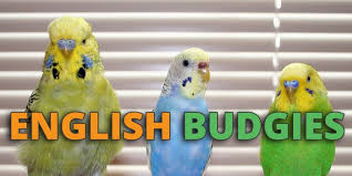 English Budgie Care Guide Size Personality Lifespan And Price