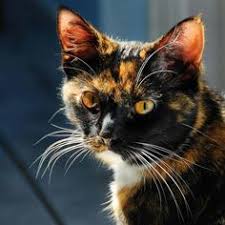 100+ Best Cats-For Holly, our tortoiseshell cat ... images | cats, tortoise  shell cat, calico cat