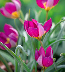We did not find results for: Buy Tulip Humilis Persian Pearl Bulbs Species Tulip Sarah Raven