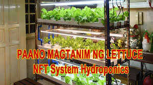 diy vertical indoor hydroponic