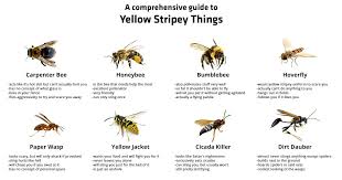 Know Your Bees Heres A Comprehensive Guide To Yellow