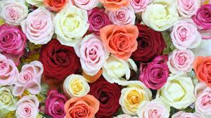 rose flowers wallpaper 4k multicolor