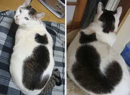 We've all seen a lot of interesting cats here at the meow post, but this video you see below has a few these 40 cats have left millions astonished by their most unique patterns. 50 Cats With The Craziest Fur Markings Bored Panda