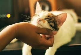 Mobile cat nail clipping service near me. Dog Cat Grooming Services Mobile Pet Grooming Near You Bark