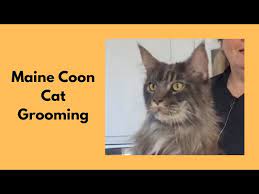 grooming a maine cat you