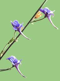 Delphinium emarginatum - Wikipedia