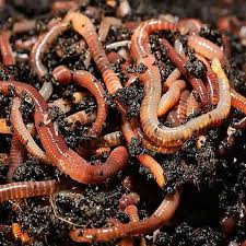 tiger worms for wormery