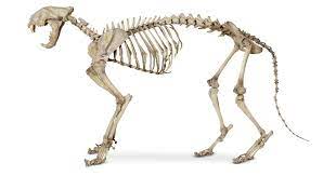 The exterior of each of its bone is made up of protein and minerals that help give the bone its firmness; Cat Anatomy Cat Skeleton Dk Find Out