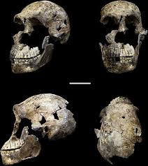 Skull features of homo naledi and other early human species. Homo Naledi Wikiwand