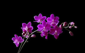 36 purple orchid flower widescreen