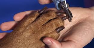 nail trims for dogs frequency is important
