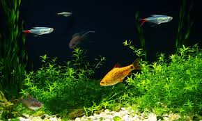 best carpeting plants for an aquarium