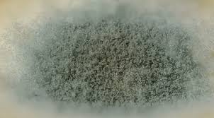 what to do if mold gets on your carpet