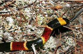 Corn snake / red rat snake. Know Your Snakes Florida S 6 Venomous Serpents News Panama City News Herald Panama City Fl