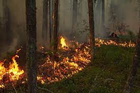 largest brush and forest fires in