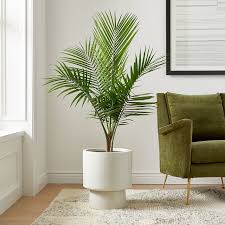 Live Majesty Palm Plant W Grow Pot