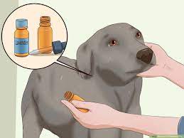 3 ways to kill fleas on dogs wikihow
