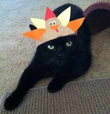 Image result for cats dressed for thanksgiving