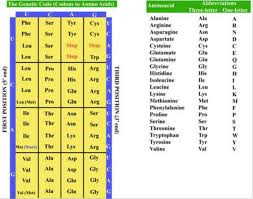 the codification of amino acids through
