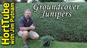 groundcover junipers erosion control