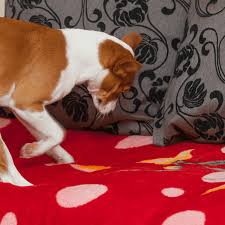 why do dogs scratch their beds