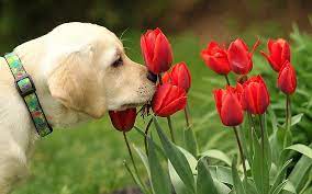 Flowers and Puppies on Dog, spring puppies cute HD wallpaper | Pxfuel