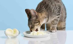 can cats have eggs nutrition and